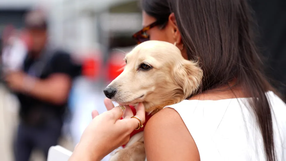 What countries still eat dogs?