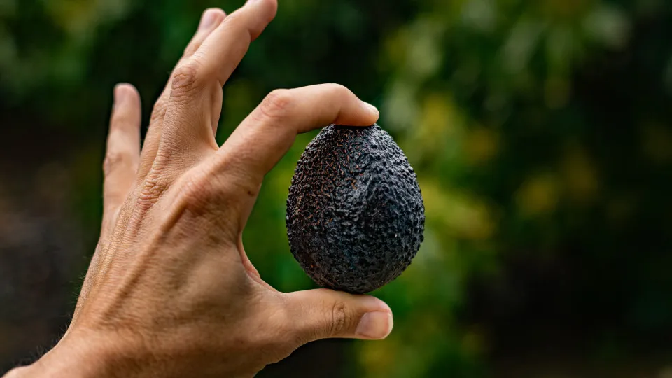 Alimentos gordurosos que você deveria estar comendo