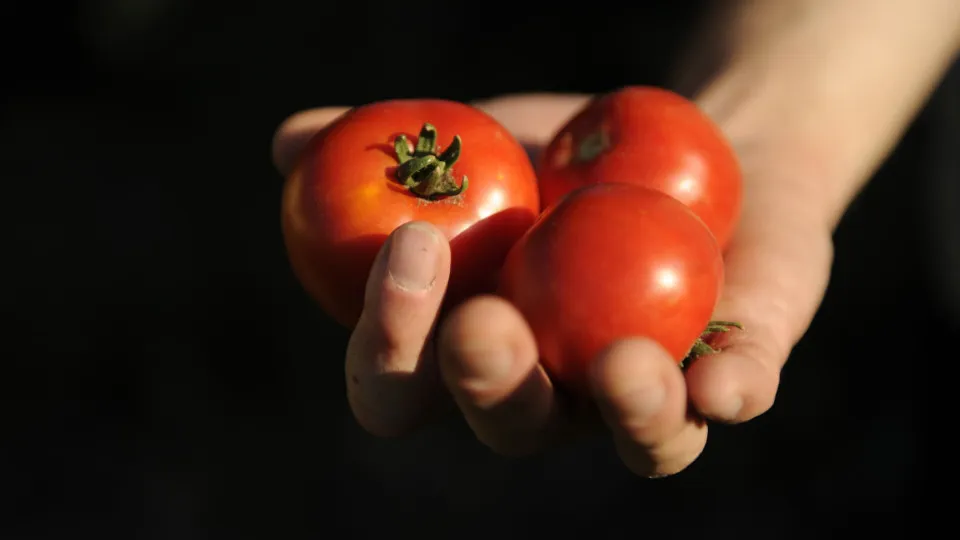 Alimentos do dia a dia que antes eram considerados impróprios para consumo