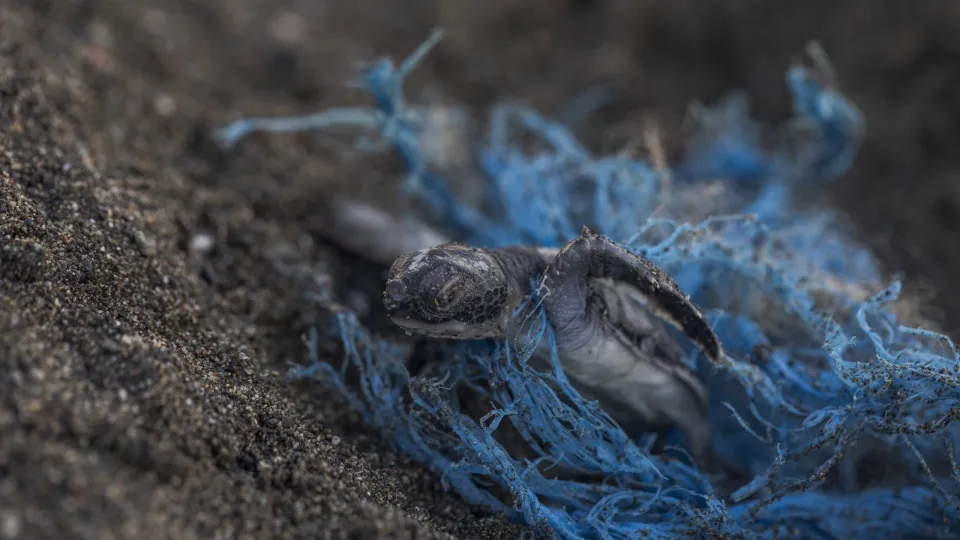 Deadly fishing methods that destroy the environment