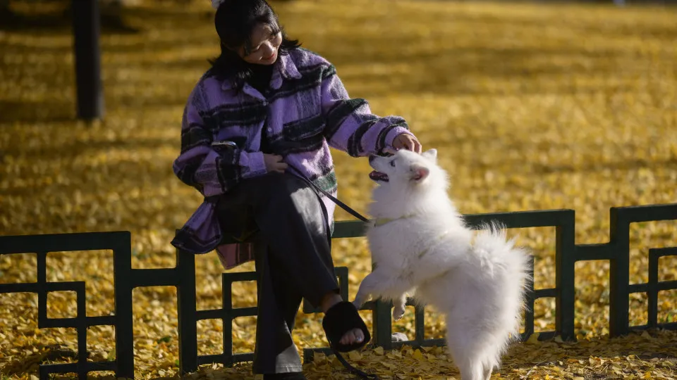 Science confirms: your brain thinks your dog is a baby