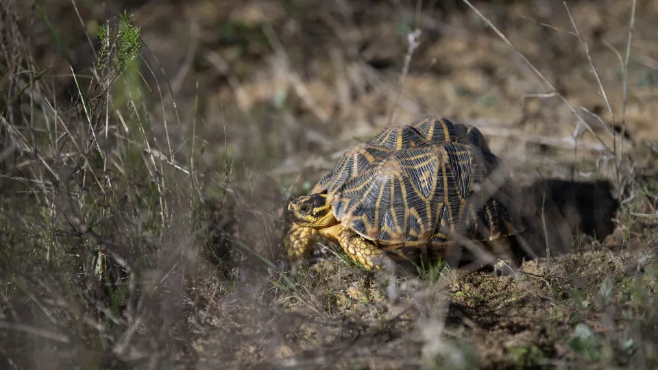 Die am meisten gefährdeten Tiere Afrikas