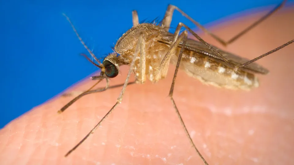 L'ISS conferma due morti e almeno 32 casi di virus del Nilo occidentale