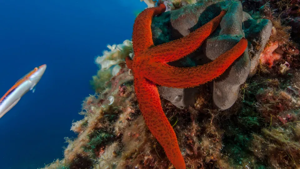 These animals can produce a baby without mating