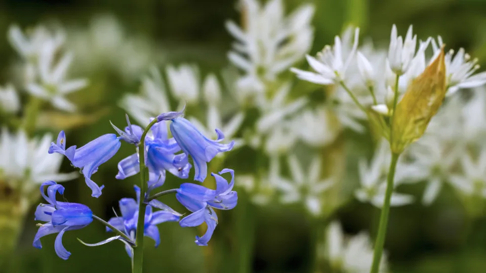 Why is the color blue rare in nature?