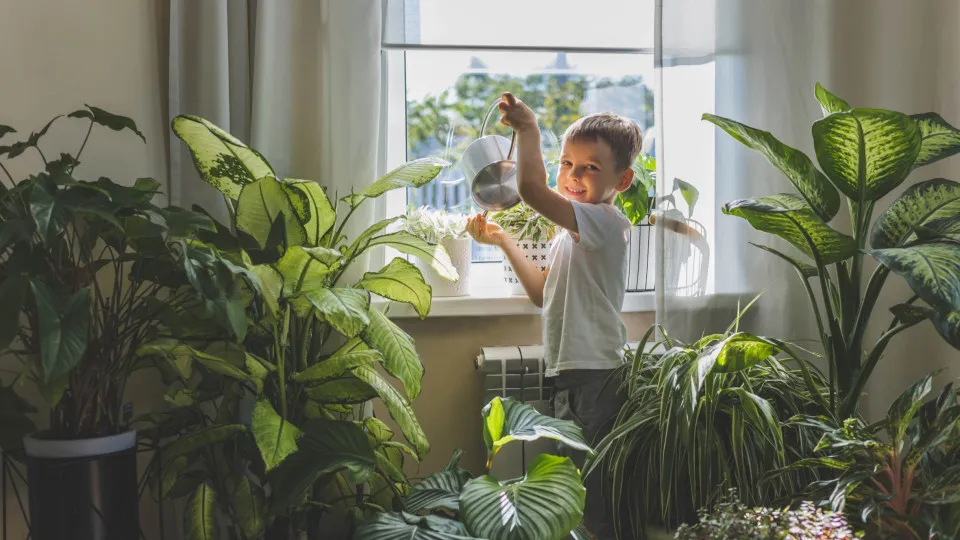 The best indoor plants for your apartment