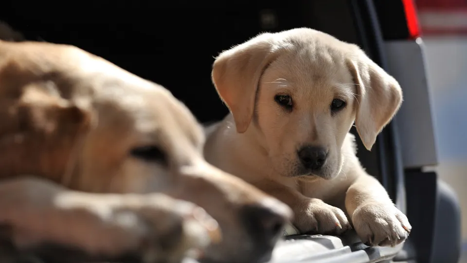 100 unique name ideas for your pet dog