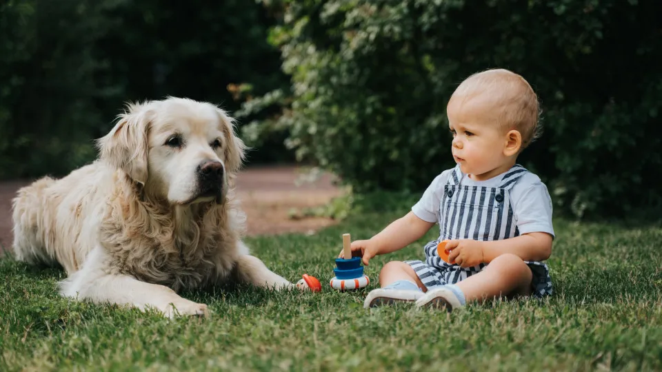 The best dog breeds to have around infants