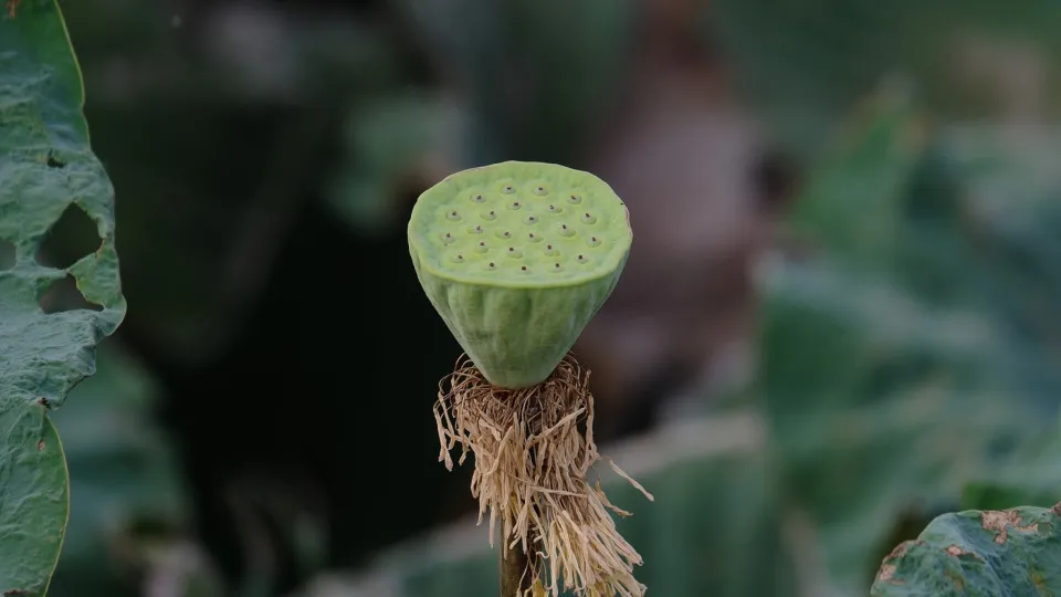 Makhana: the superfood taking over fields in India