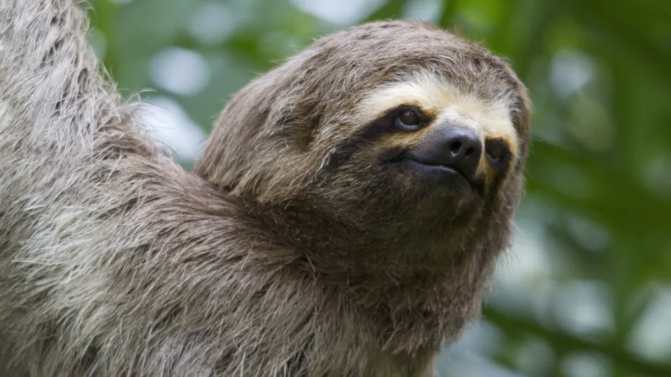 Quels animaux battent des records de lenteur ?