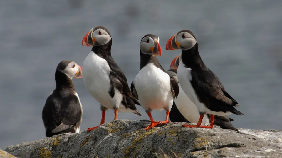 Puffins: the charismatic seabirds of the North