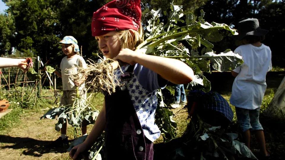 Self-sufficiency at what price: the real cost of homesteading