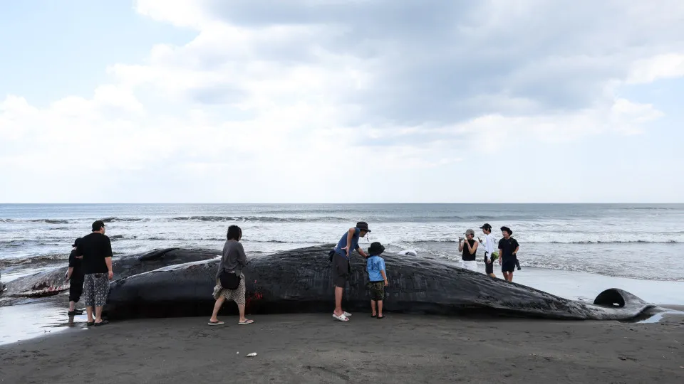 Tsunami in Japan washes whales ashore