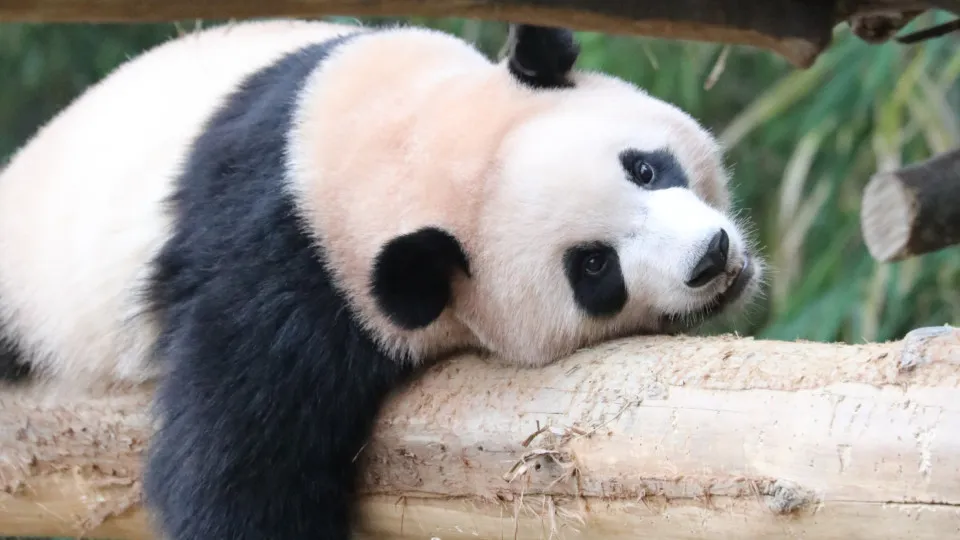 The laziest animals on the planet, and their hilarious quirks