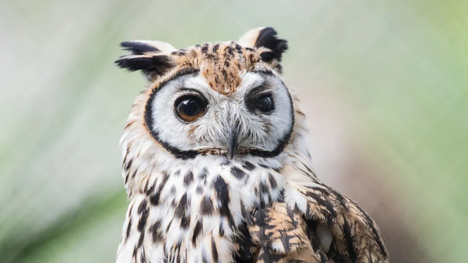 Stunning owl images capture their beauty and secrets