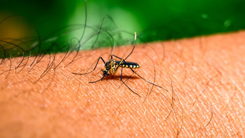 China reports 7,000 chikungunya virus cases