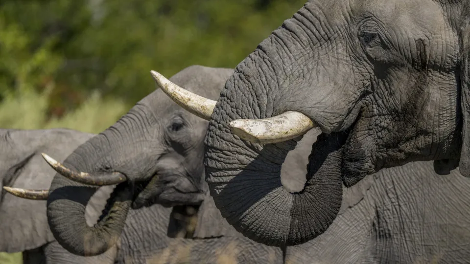 Animals known for getting intoxicated out in nature