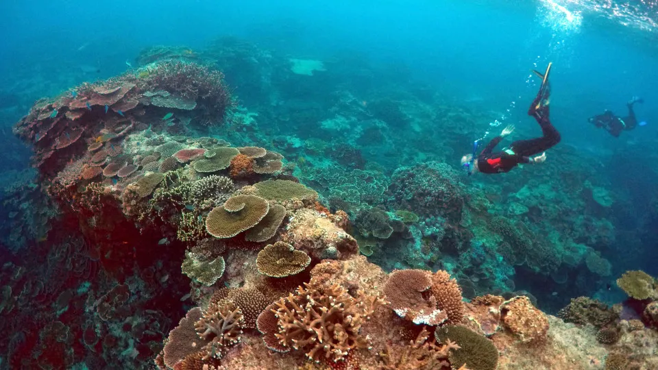 La Grande Barriera Corallina dell'Australia subisce il peggiore declino in quasi quarant'anni