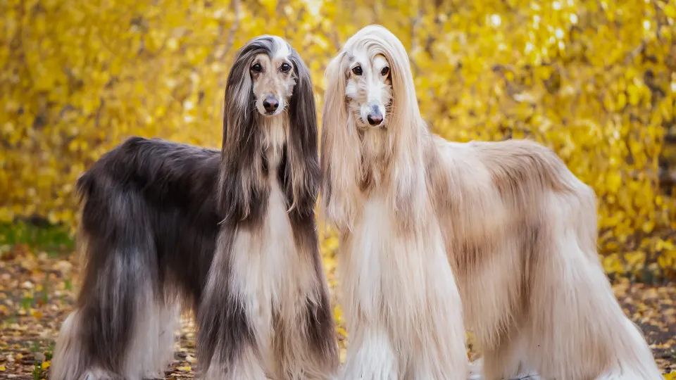Dog breeds that match your zodiac sign