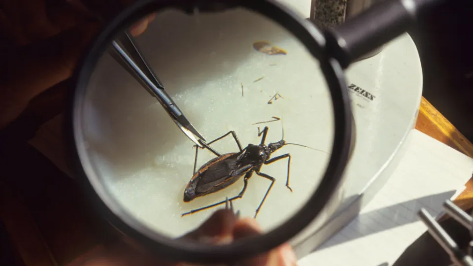 Chagas disease: the parasite that lurks for decades