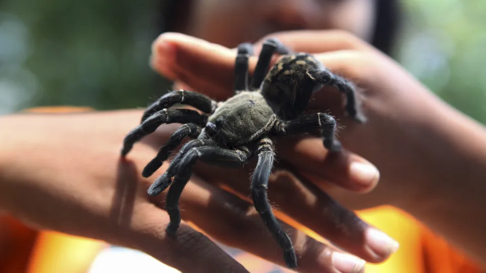 An inside look at the illegal tarantula trade