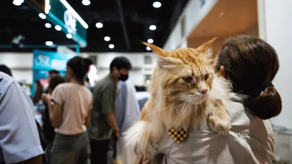 The world's most expensive cat breeds