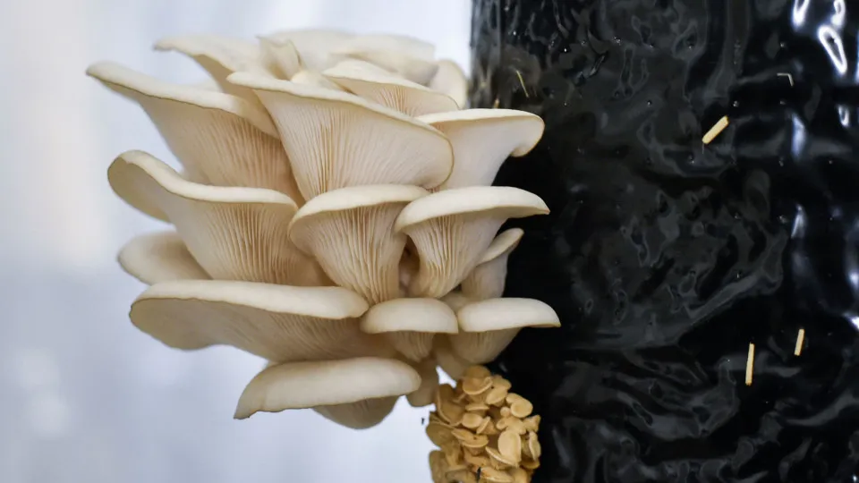 Fatal fungi and other deadly mushrooms