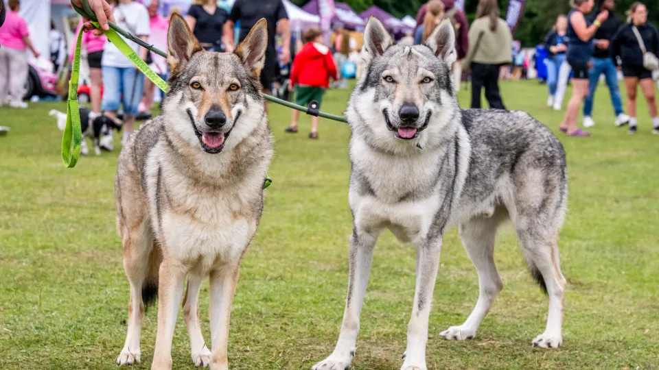 Are wolfdogs becoming a problem?