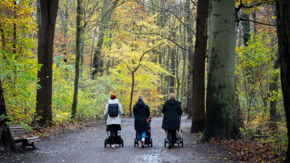 Den største menneskeskapte skogen i verden