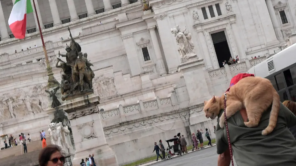 Roma è tra le città con più gatti al mondo, che fare?