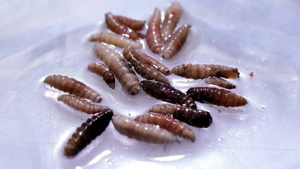 Deadly flesh-eating parasite detected in person in the US for the first time