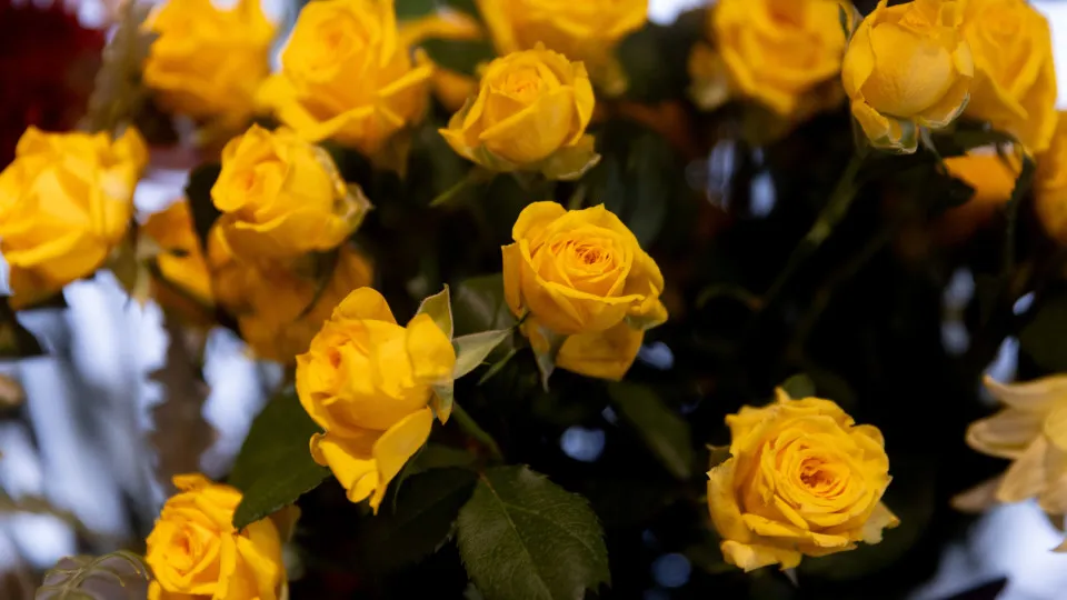 Never offer yellow roses to the love of your life