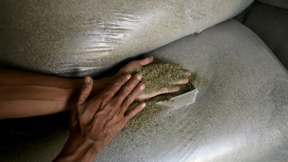 Kratom: a harmless stimulant, or dangerous opioid?