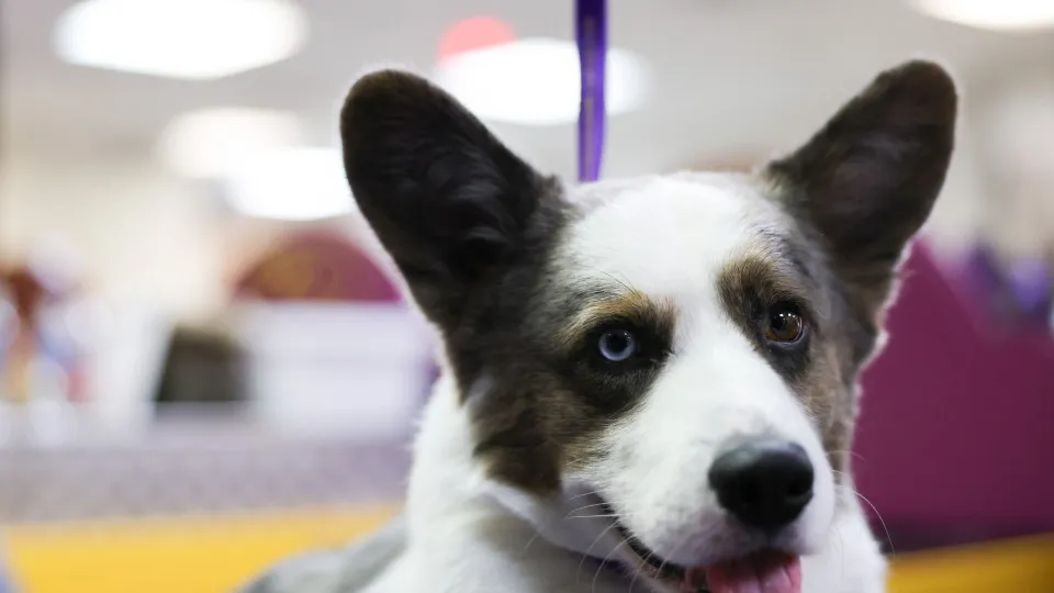 Rare dog breeds facing extinction