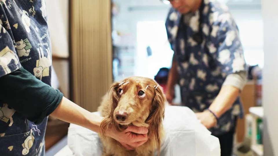 FDA issues warning as pet food recalled across the US