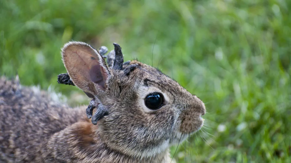 The zombie rabbits taking over Colorado