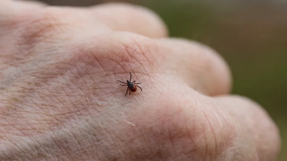 Babesiosis: how dangerous is this parasitic disease?