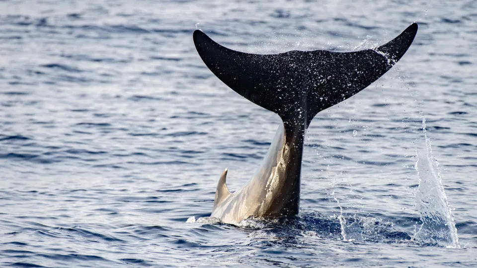 Whales could inspire breakthroughs in treating stroke and cancer