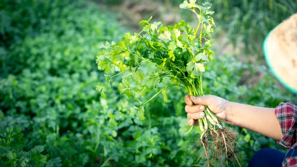 Why does cilantro taste like soap to some people?