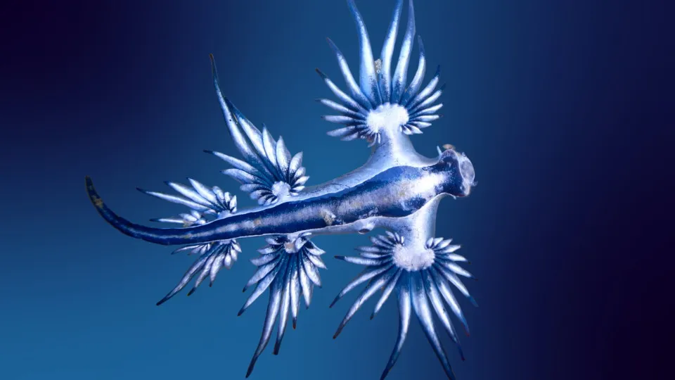 Faut-il redouter le dragon bleu, cette limace venimeuse qui ferme les plages espagnoles ?