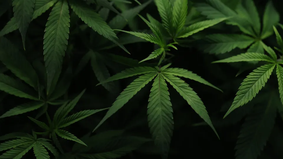 What do religions say about marijuana?