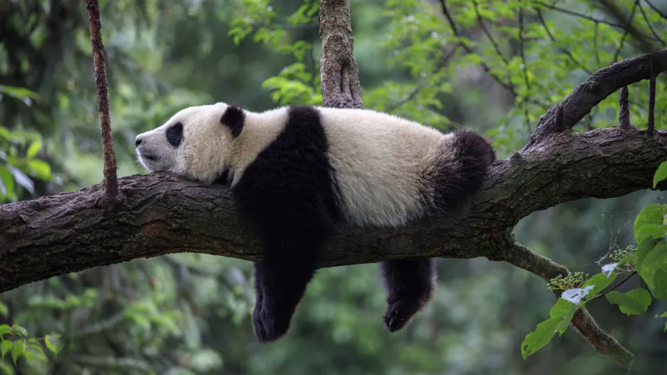 The most useless animals in the world