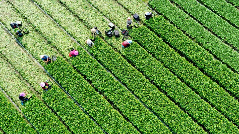 What is the bioeconomy, and why does it matter to sustainability?