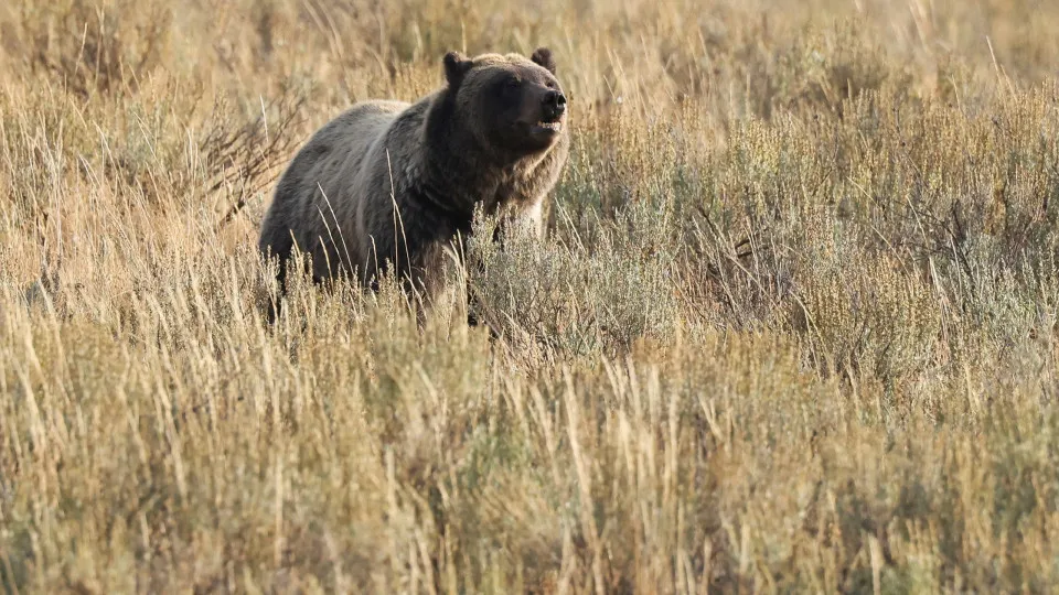 Bear mauls hiker in Yellowstone National Park