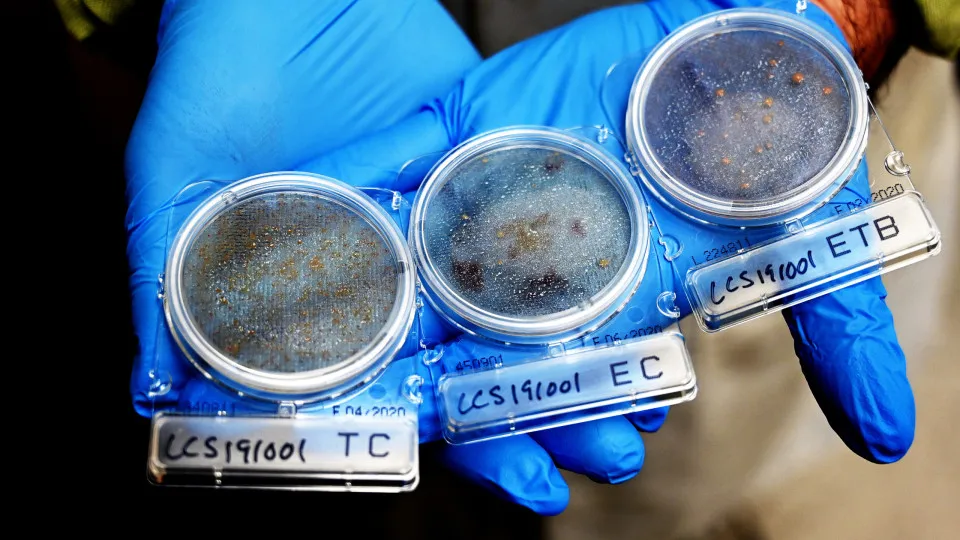 ‘Body-eating’ fungus could spread as Earth heats up