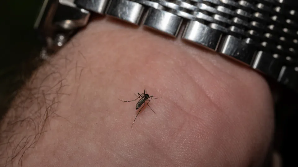 Why mosquitoes love to bite you