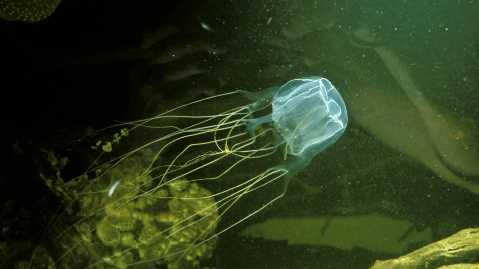 The most painful animal bites and stings humans can experience