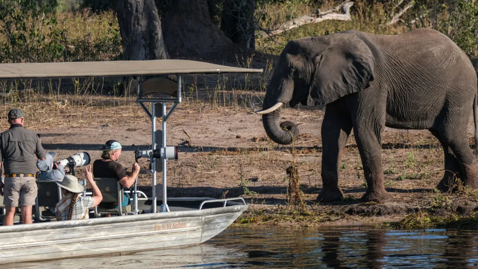 Mother elephant charges tourists, submerges woman in Botswana