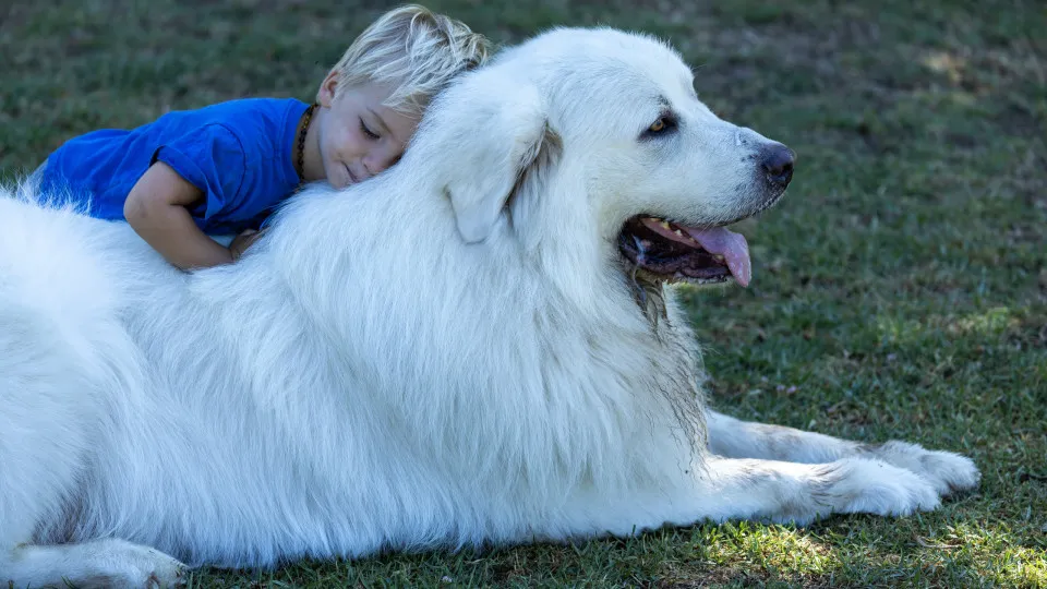 These breeds make the best family dogs