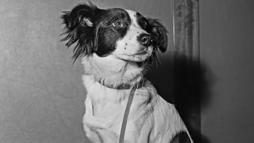 The stolen World Cup trophy and the dog who found it
